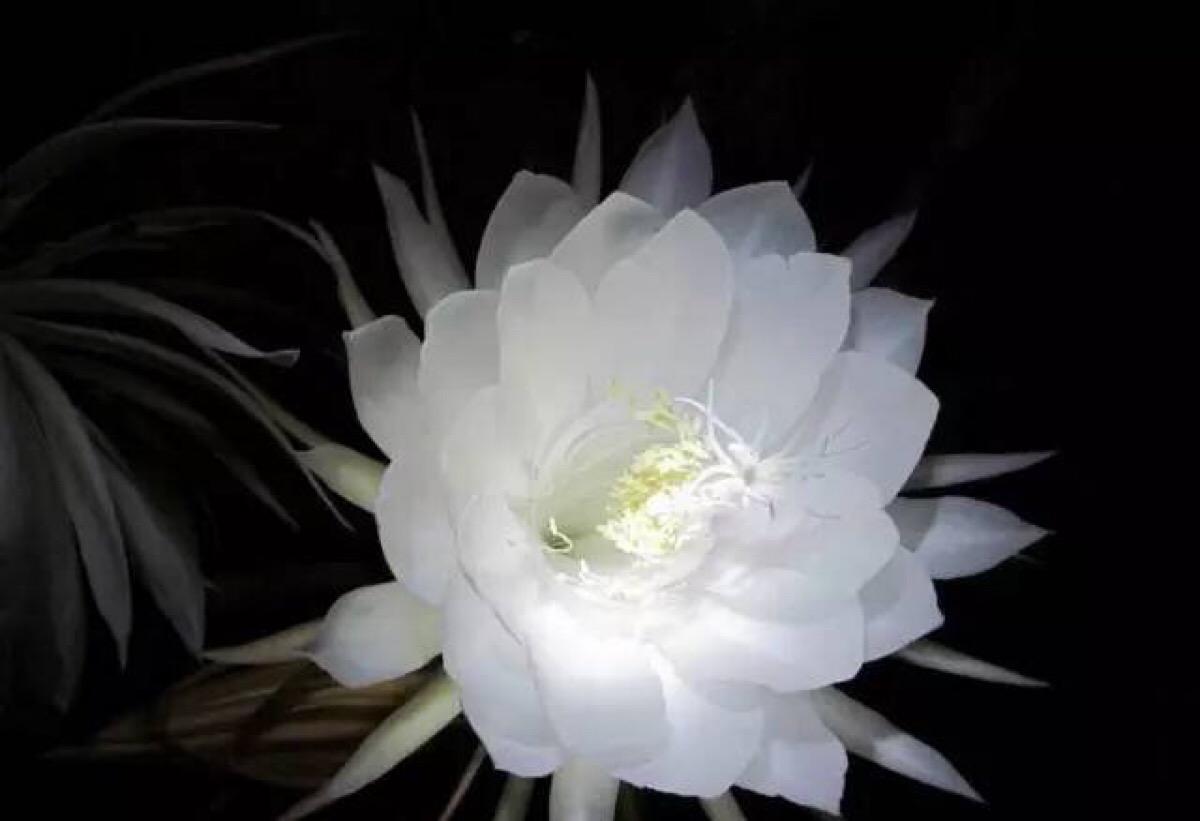 昙花:刹那间的美丽,一瞬间的永恒,昙花一现,只为韦驮.